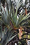 Pandanus utilis (Canary Islands) IMG_8982 